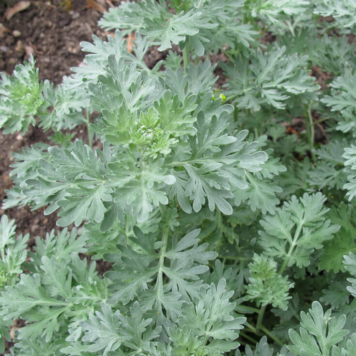 L'armoise artemisia annua bio une plante médicinale anti cancer et anti paludisme naturel puissant