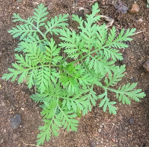 L'armoise artemisia annua bio une plante médicinale anti cancer et anti paludisme naturel puissant