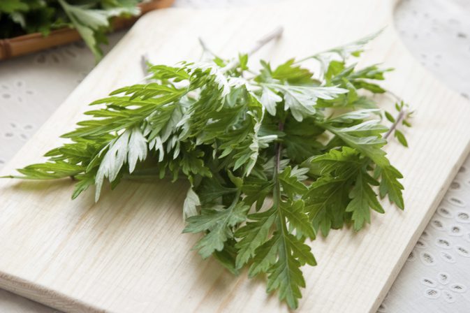 L'armoise artemisia annua bio une plante médicinale anti cancer et anti paludisme naturel puissant